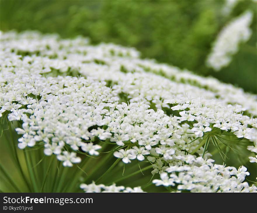 Flower, Plant, Cow Parsley, Parsley Family