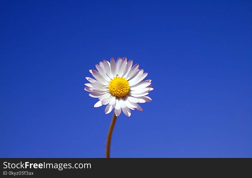 Flower, Sky, Blue, Oxeye Daisy