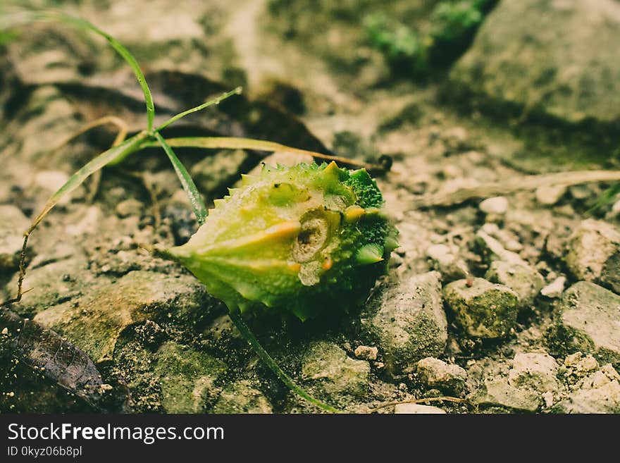 Leaf, Plant, Organism, Macro Photography