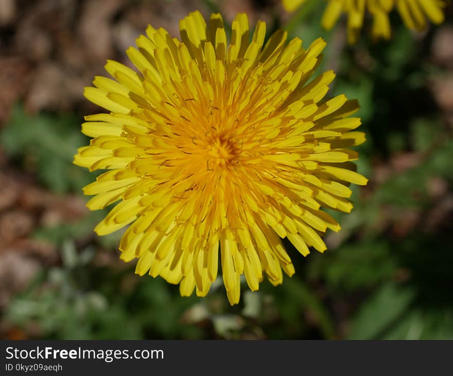 Flower, Yellow, Sow Thistles, Dandelion