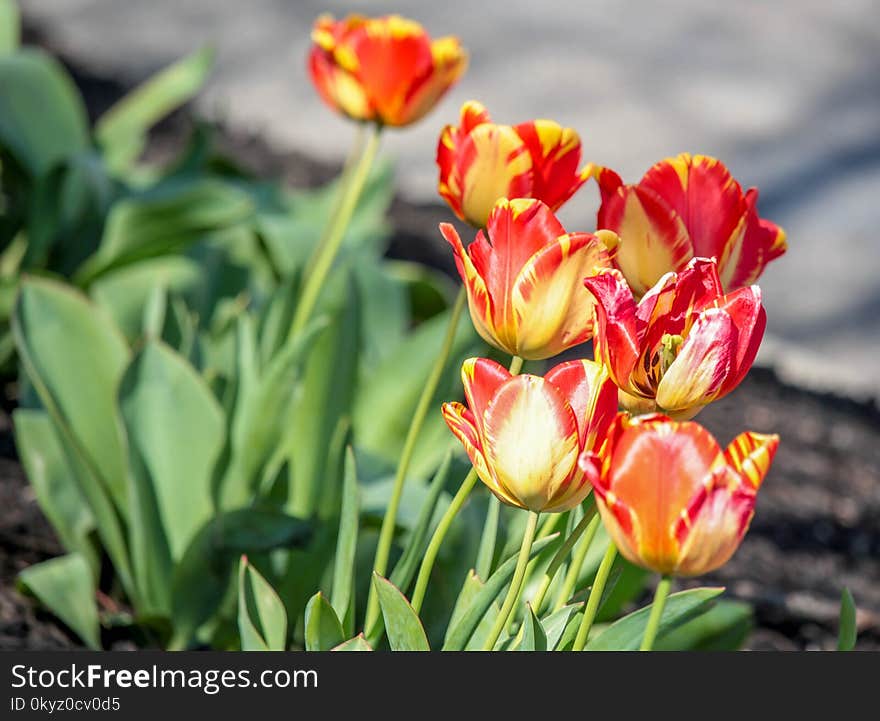 Flower, Plant, Flowering Plant, Tulip