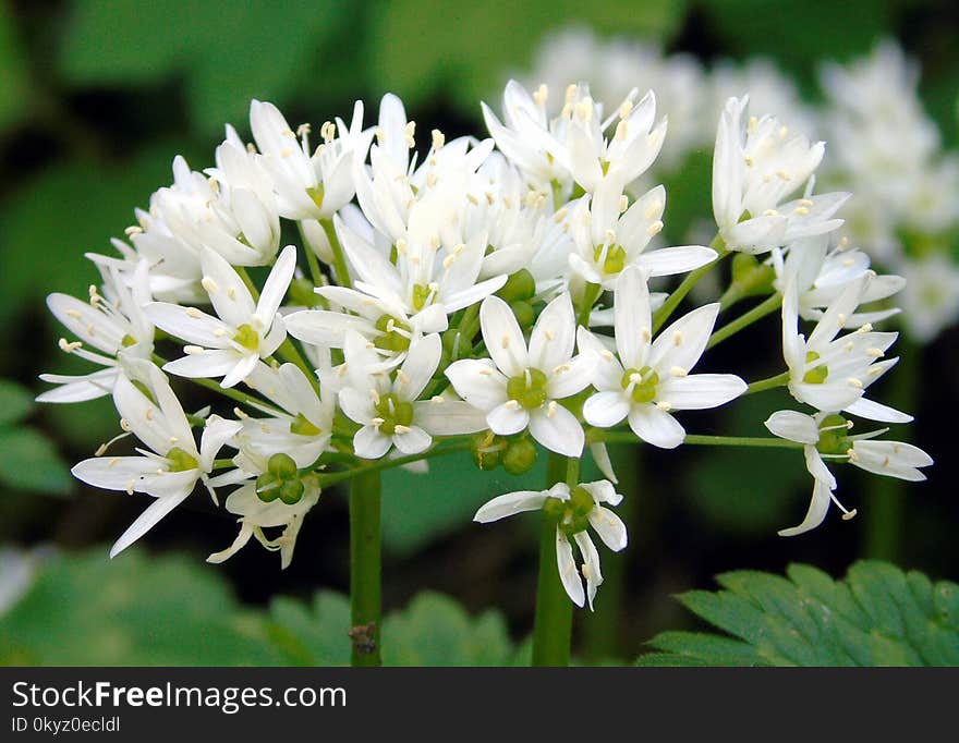 Flora, Flower, Plant, Ramsons