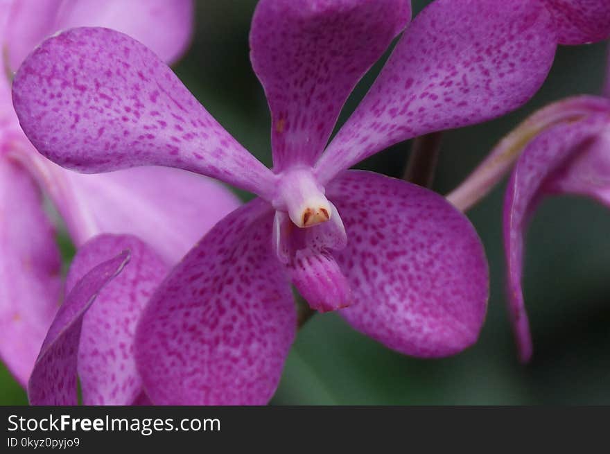 Flower, Pink, Flora, Purple