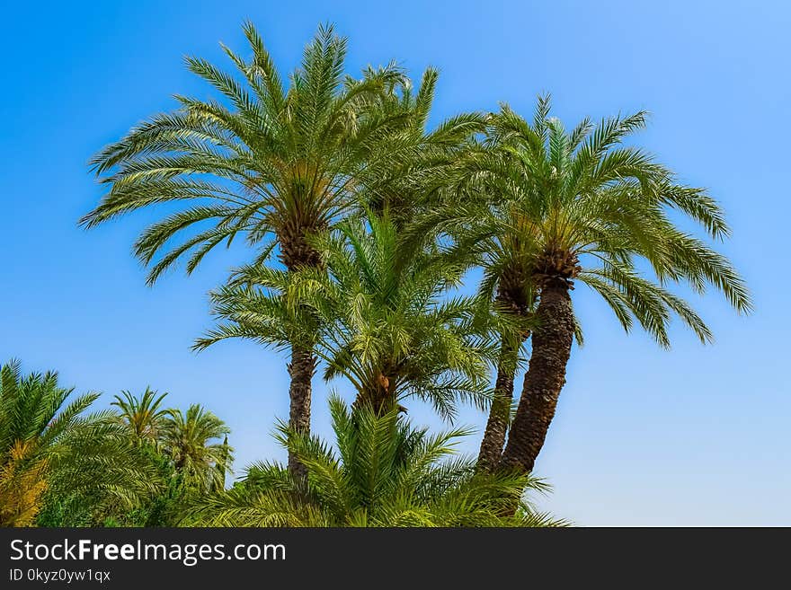 Vegetation, Date Palm, Tree, Plant