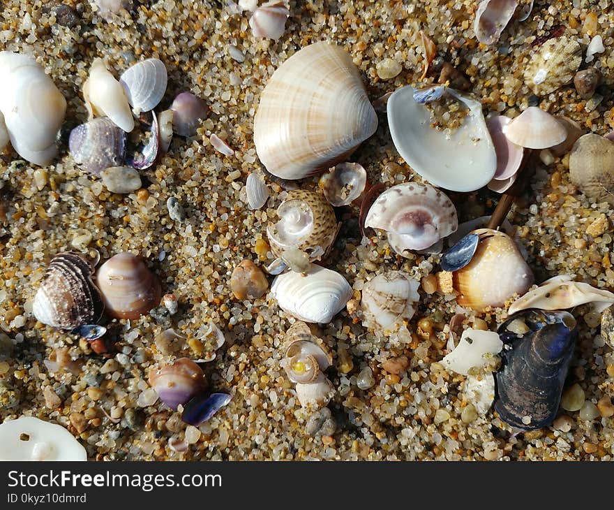 Seashell, Cockle, Macoma, Veneroida