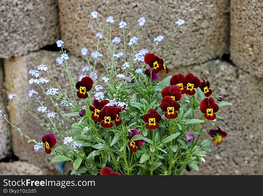 Flower, Plant, Flora, Flowering Plant