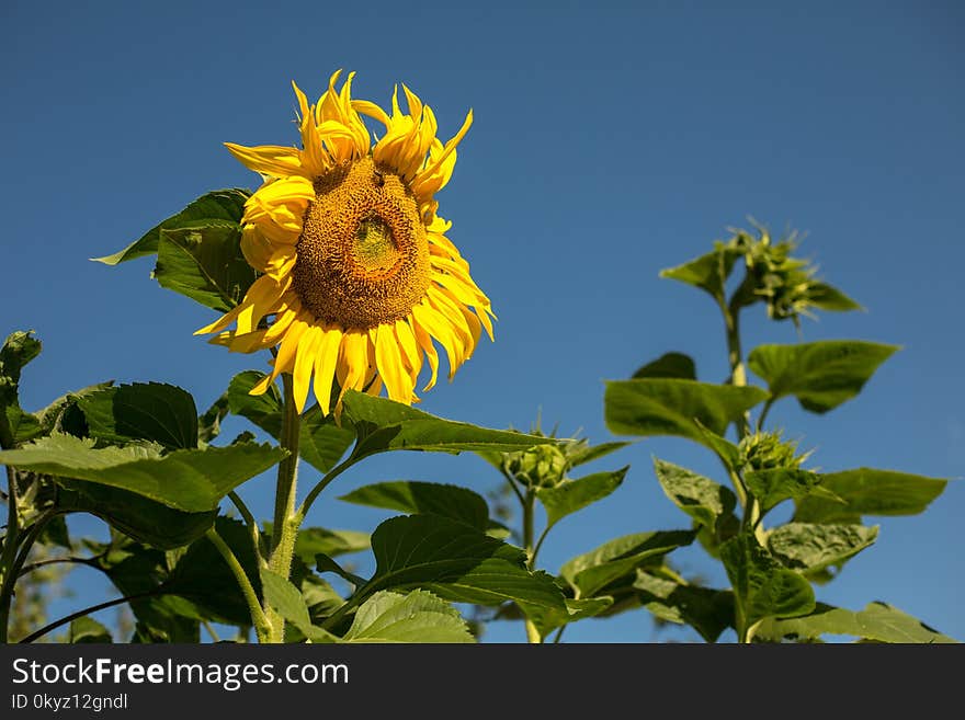 Flower, Sunflower, Plant, Sky