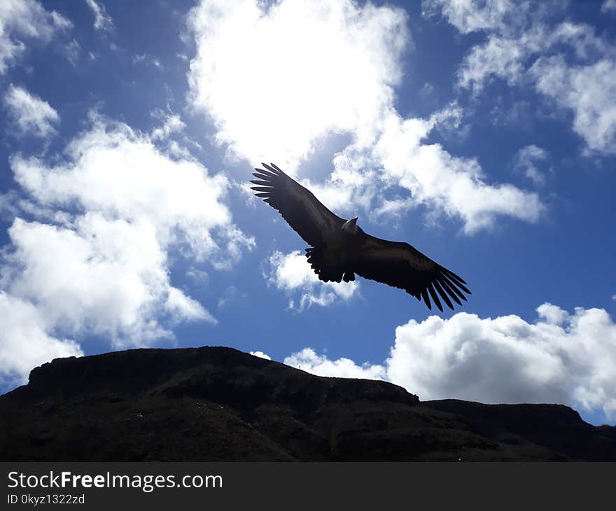 Sky, Bird Of Prey, Bird, Cloud