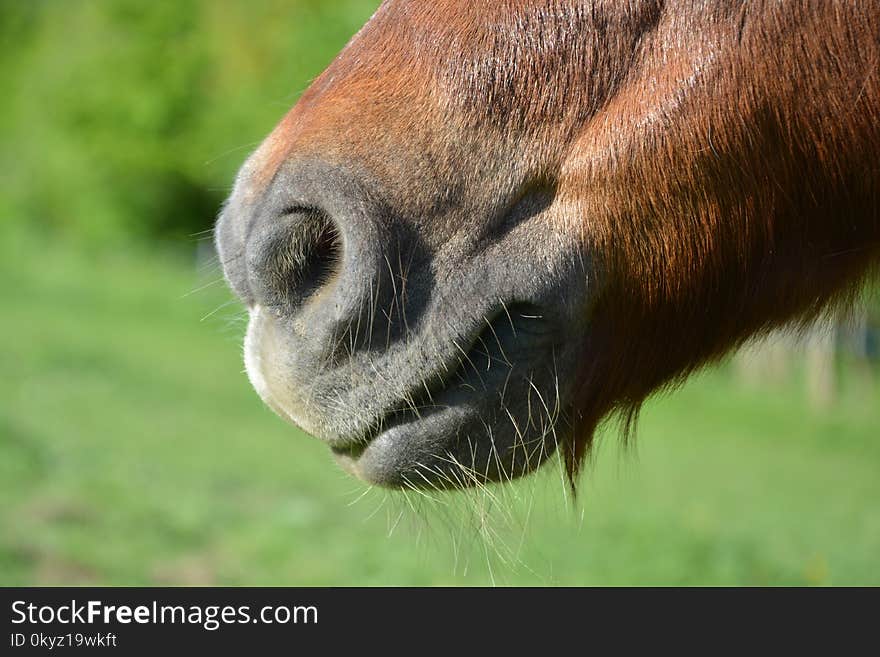 Wildlife, Fauna, Nose, Grassland