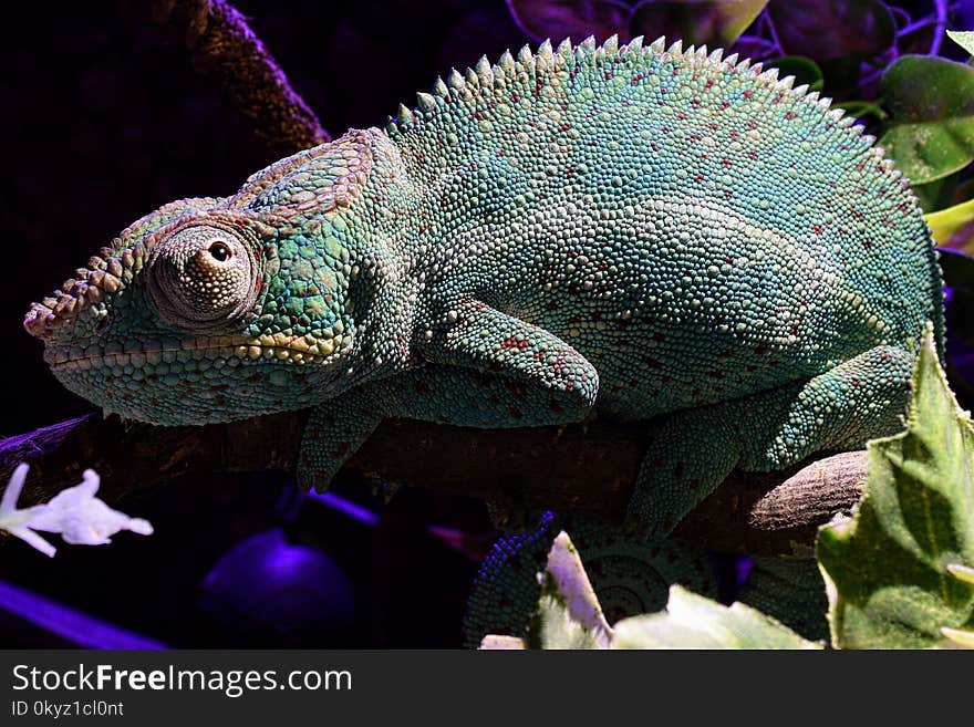 Chameleon, Reptile, Iguania, Fauna