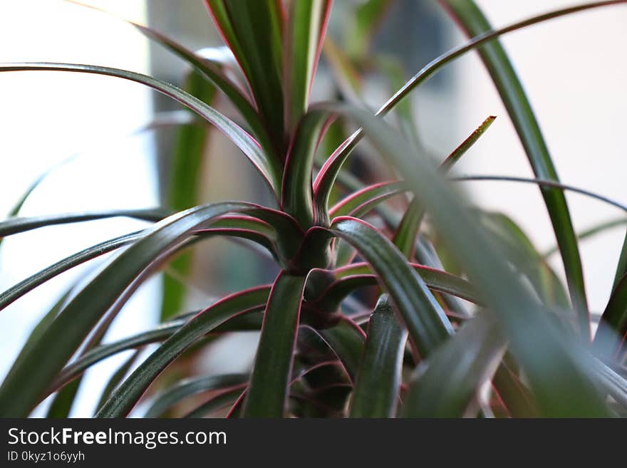 Plant, Flora, Leaf, Flower