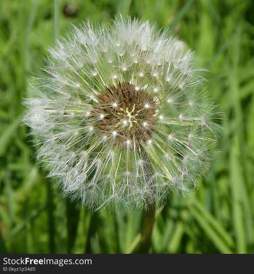 Dandelion, Flower, Flora, Plant