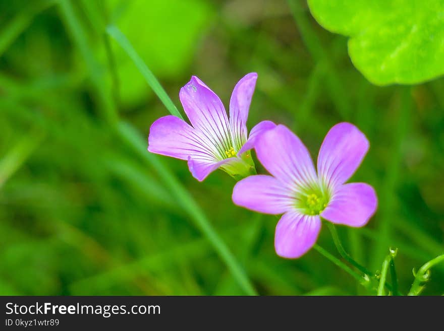 Flower, Flora, Plant, Wildflower