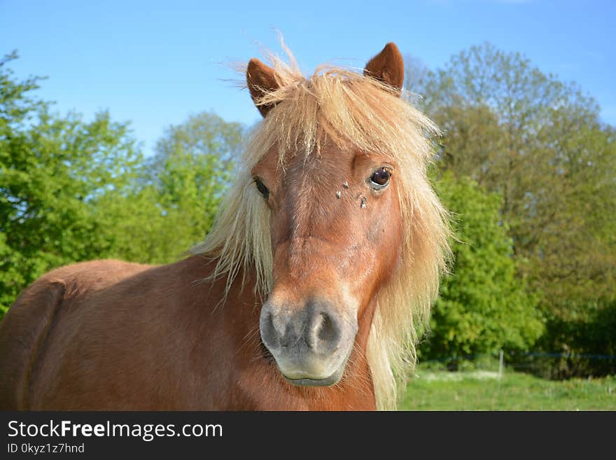 Horse, Mane, Horse Like Mammal, Fauna