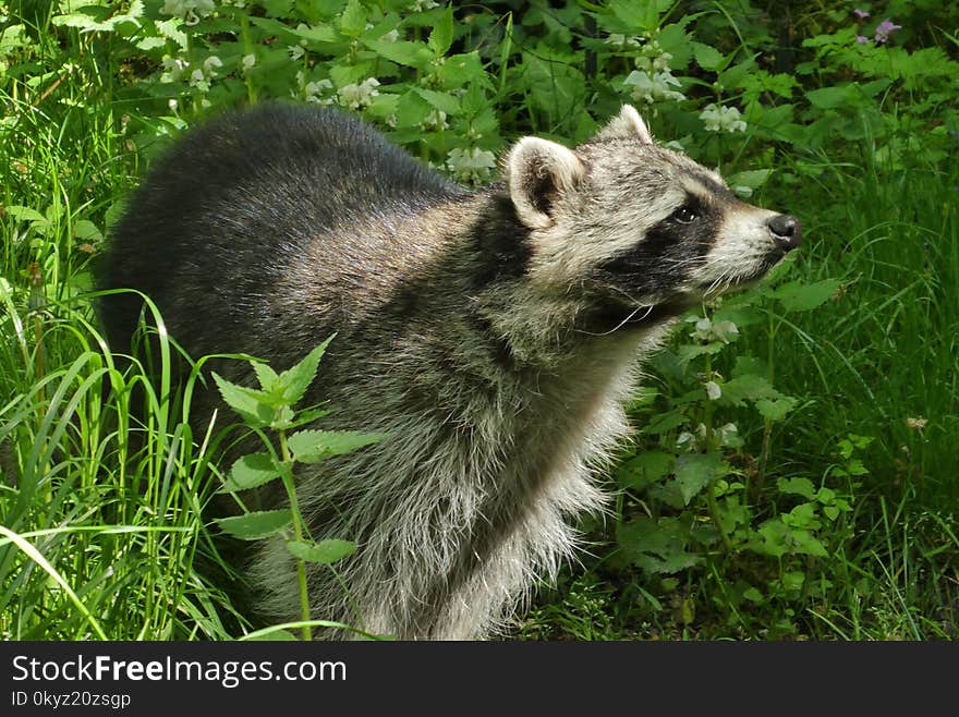 Raccoon, Procyonidae, Fauna, Mammal