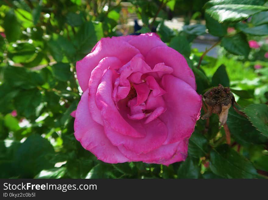 Rose, Flower, Rose Family, Pink