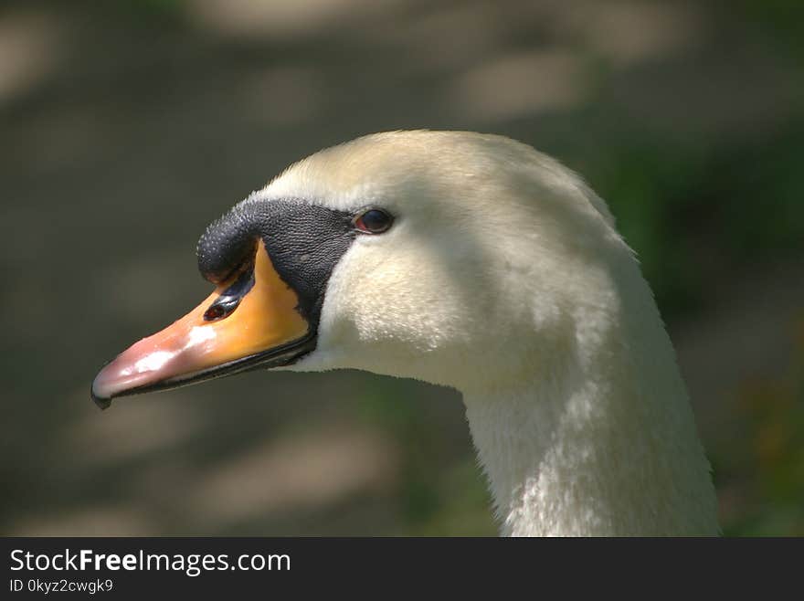 Bird, Beak, Fauna, Water Bird