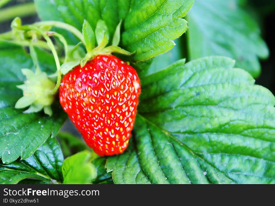 Strawberry, Natural Foods, Strawberries, Fruit