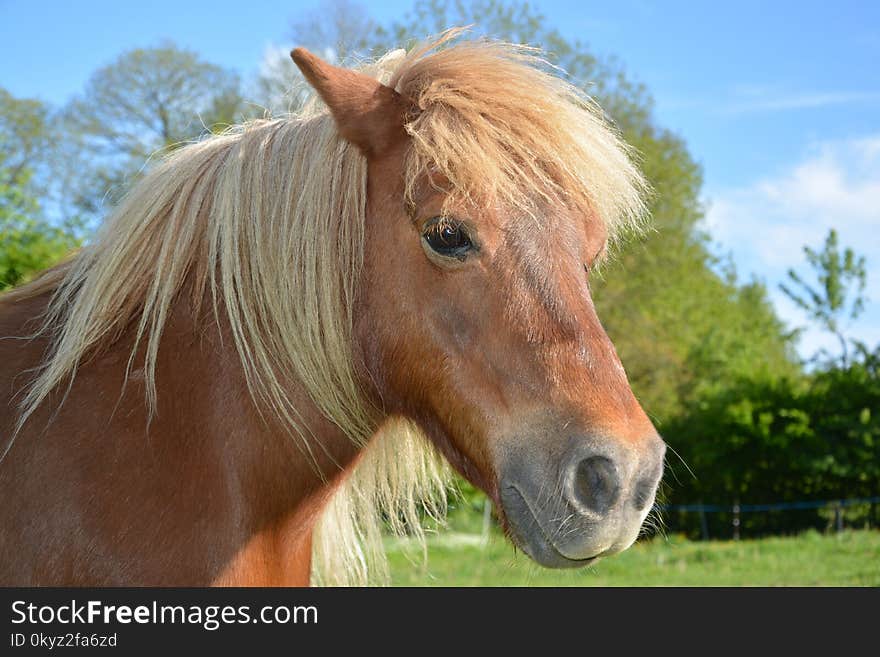 Horse, Mane, Bridle, Pasture