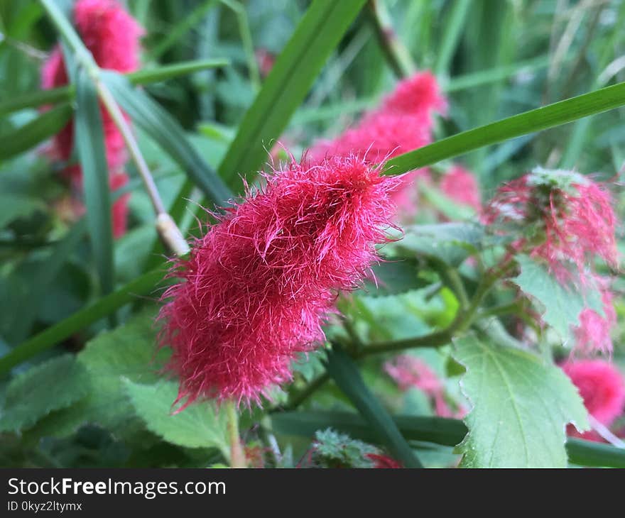 Plant, Amaranth Family, Flower, Plant Stem