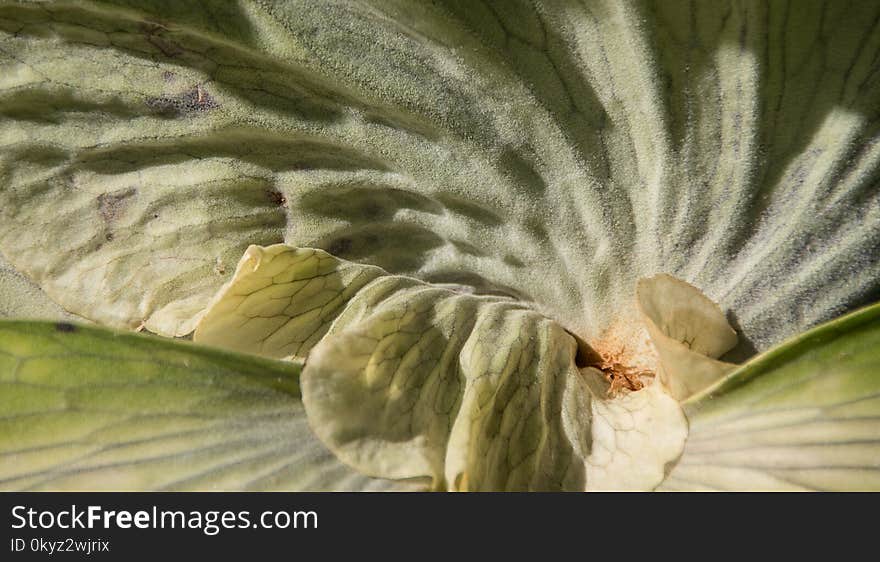 Close Up, Leaf, Plant, Flower