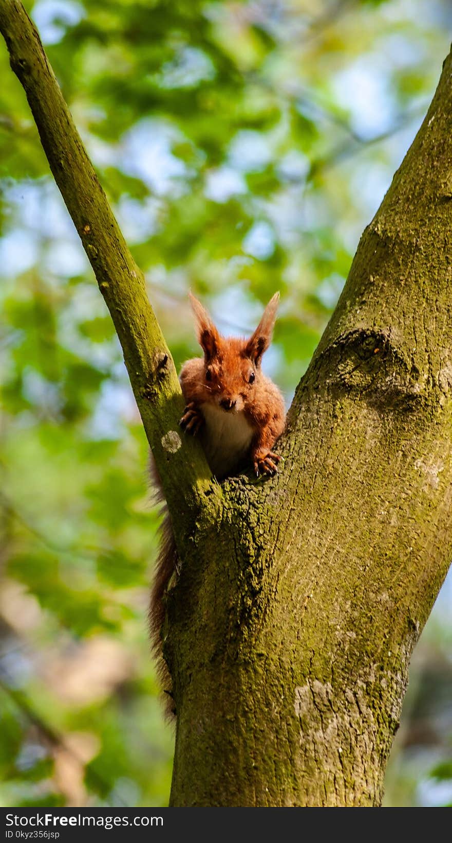 Branch, Mammal, Squirrel, Fauna