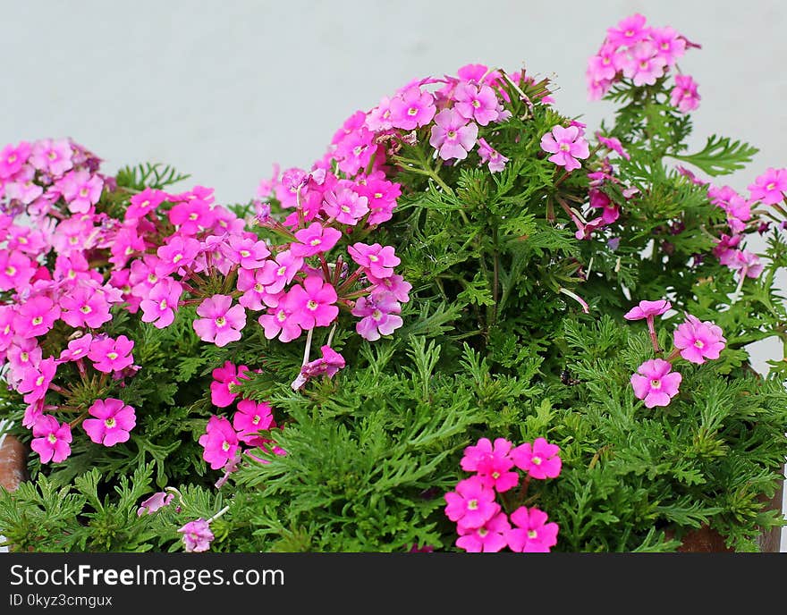 Flower, Plant, Flowering Plant, Verbena