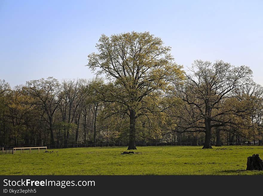 Tree, Woody Plant, Sky, Ecosystem