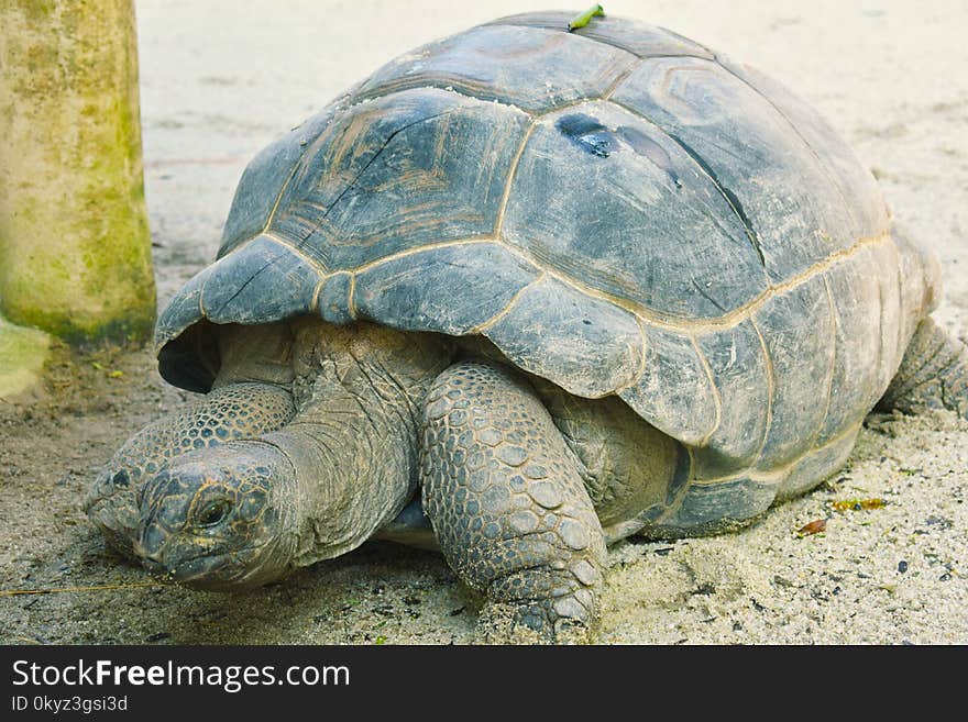 Tortoise, Turtle, Terrestrial Animal, Fauna