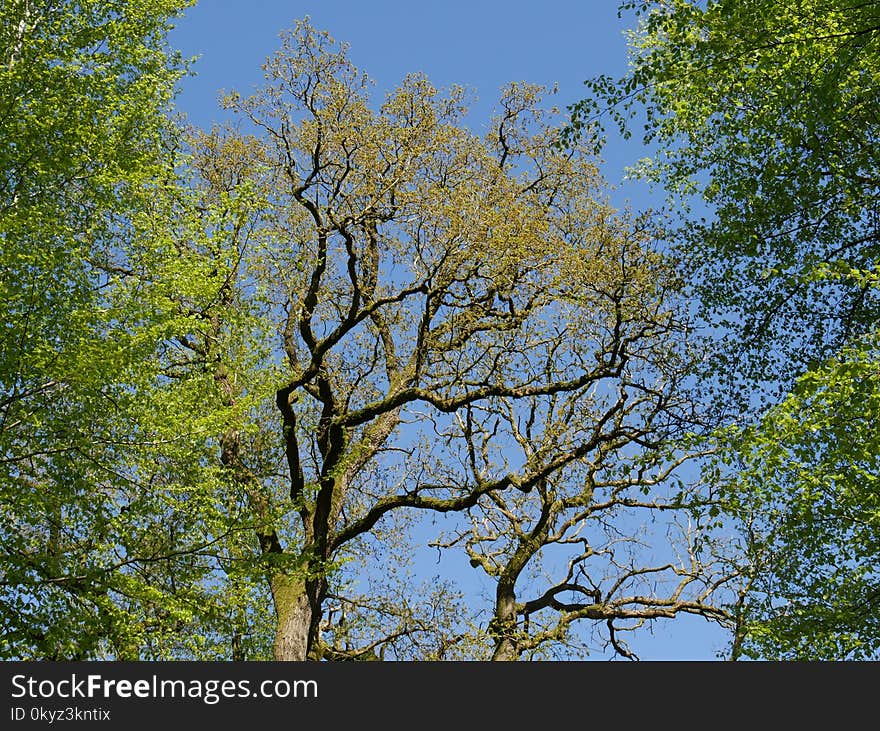 Tree, Sky, Branch, Nature