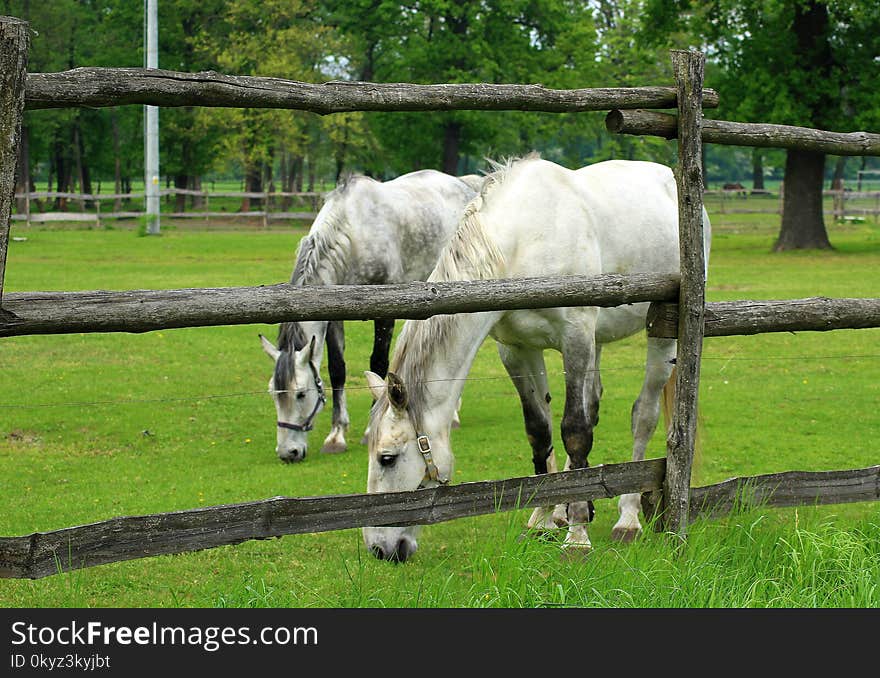 Pasture, Green, Grassland, Grazing