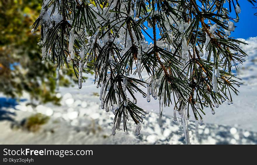 Winter, Tree, Snow, Branch