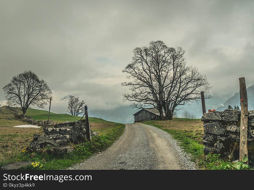 Tree, Sky, Cloud, Woody Plant