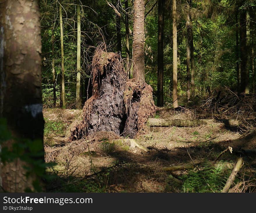 Woodland, Forest, Nature Reserve, Old Growth Forest