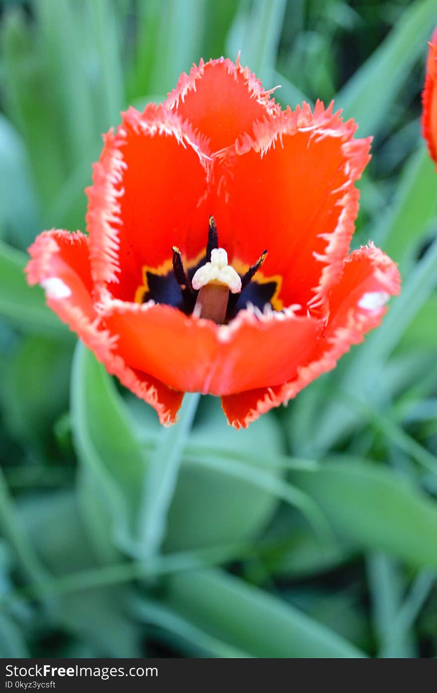 Flower, Plant, Flowering Plant, Tulip