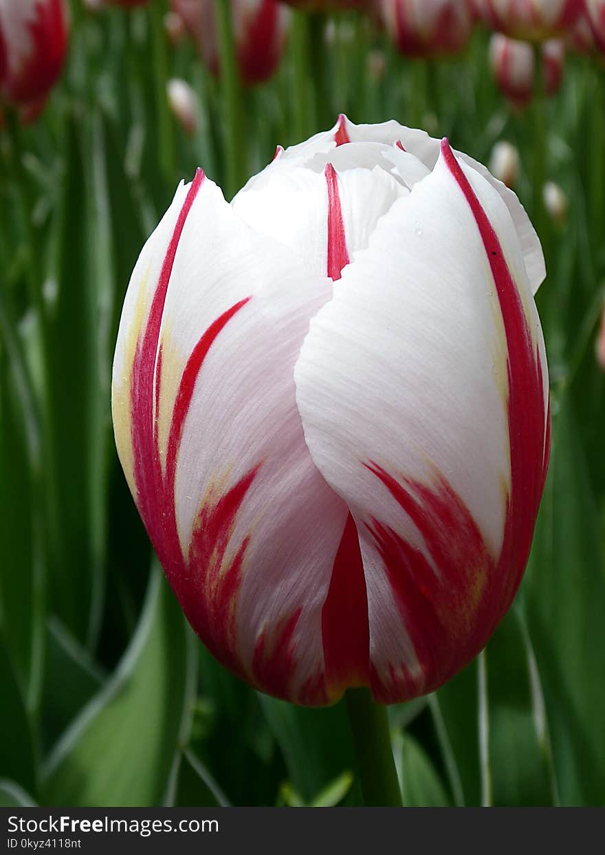 Flower, Plant, White, Flowering Plant