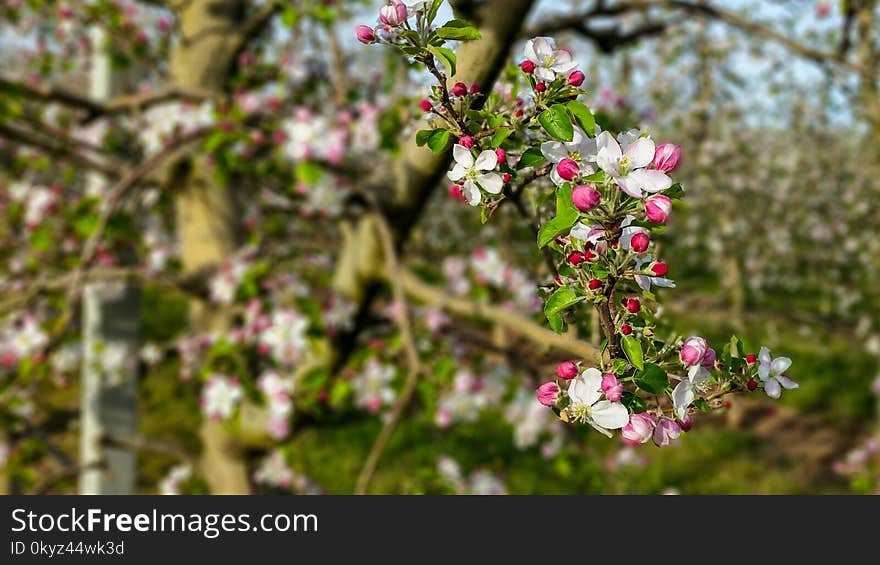 Flower, Plant, Spring, Blossom