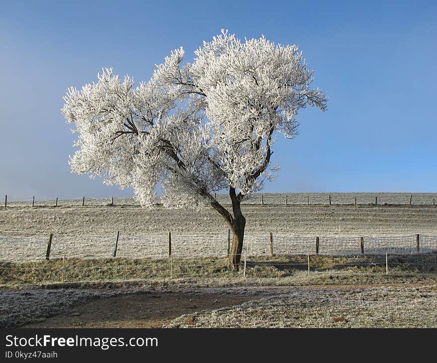 Tree, Sky, Frost, Winter