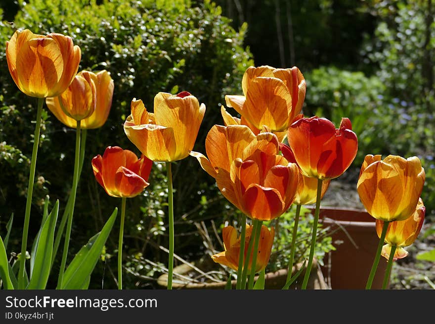 Flower, Plant, Flowering Plant, Tulip