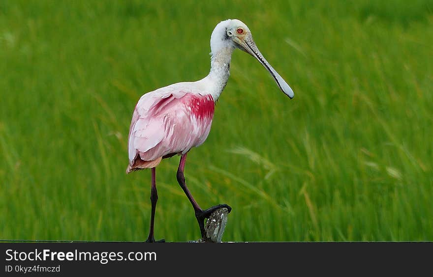 Bird, Ecosystem, Spoonbill, Beak