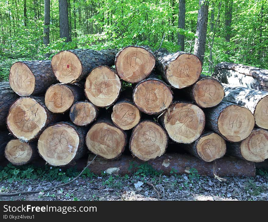 Wood, Tree, Lumber, Trunk