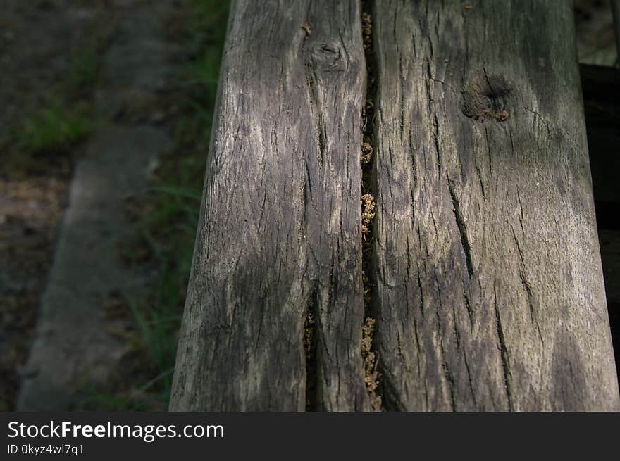 Tree, Wood, Trunk, Grass