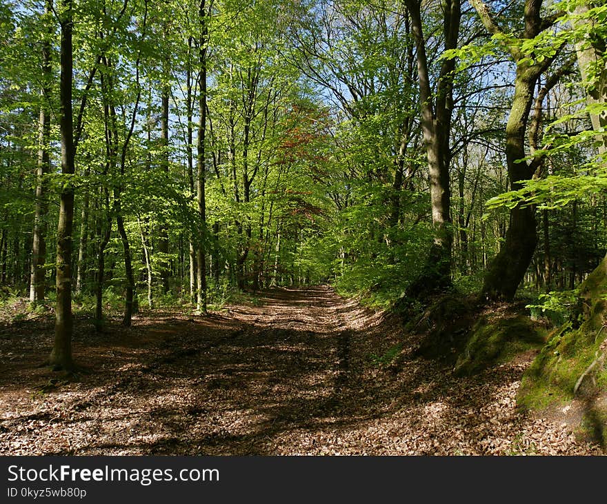 Woodland, Ecosystem, Nature Reserve, Forest