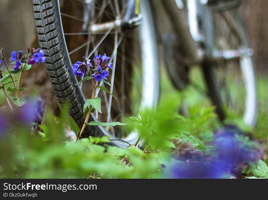 A bicycle is standing by a tree in the forest