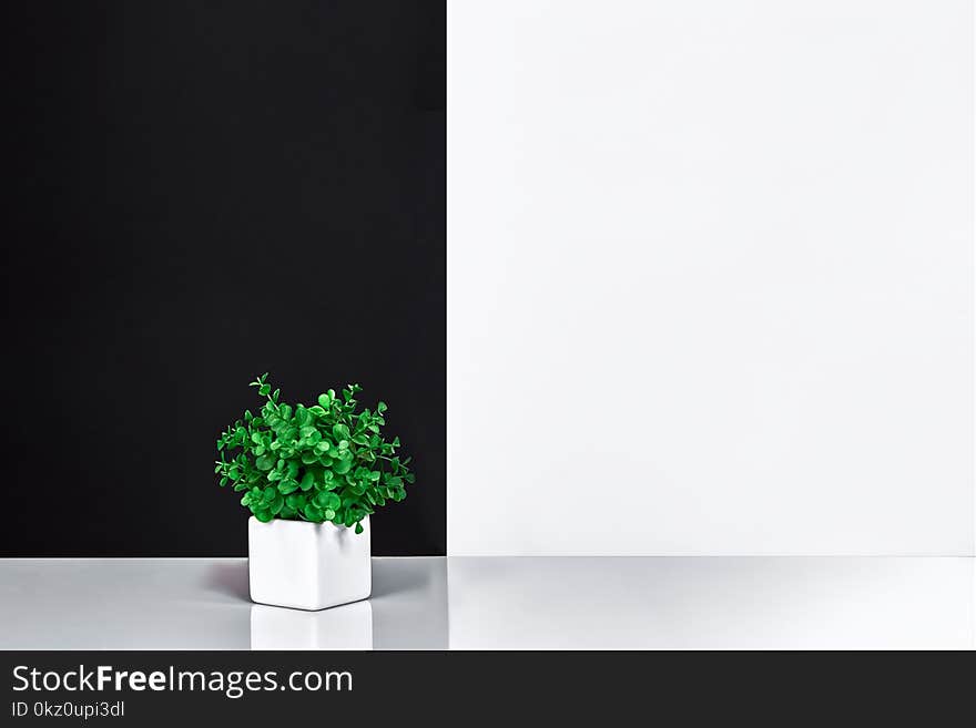 Indoor Plant On Table, Black And White Wall