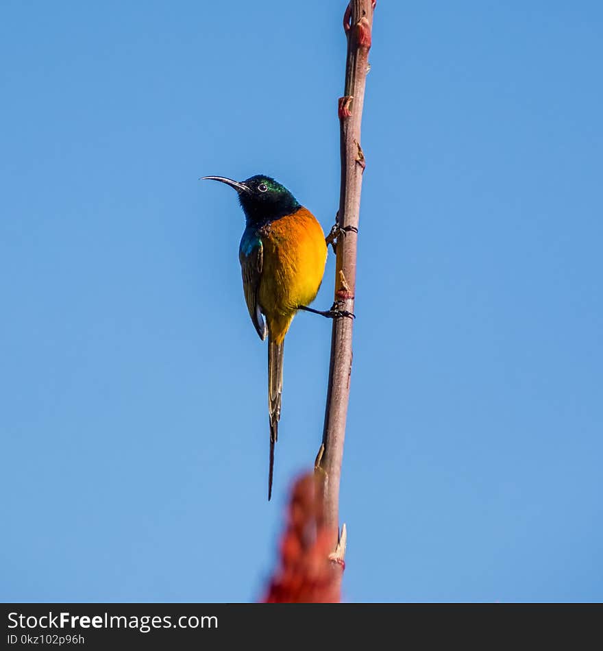 An Orange-breasted Sunbird perched on an Aloe plant in Southern Africa