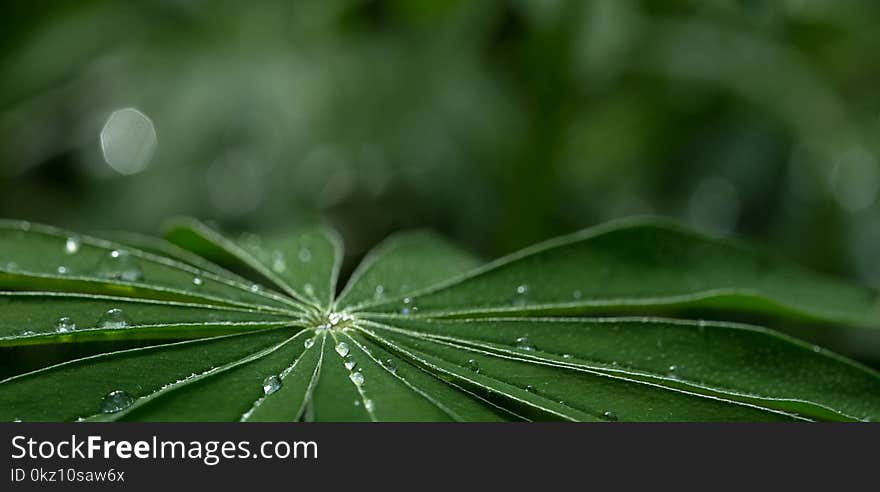 Large, green leaves of lupine Lupinus polyphyllus covered with drops of dew. Large, green leaves of lupine Lupinus polyphyllus covered with drops of dew