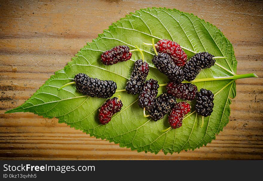 Mulberry - Morus nigra - healthy fruit close up