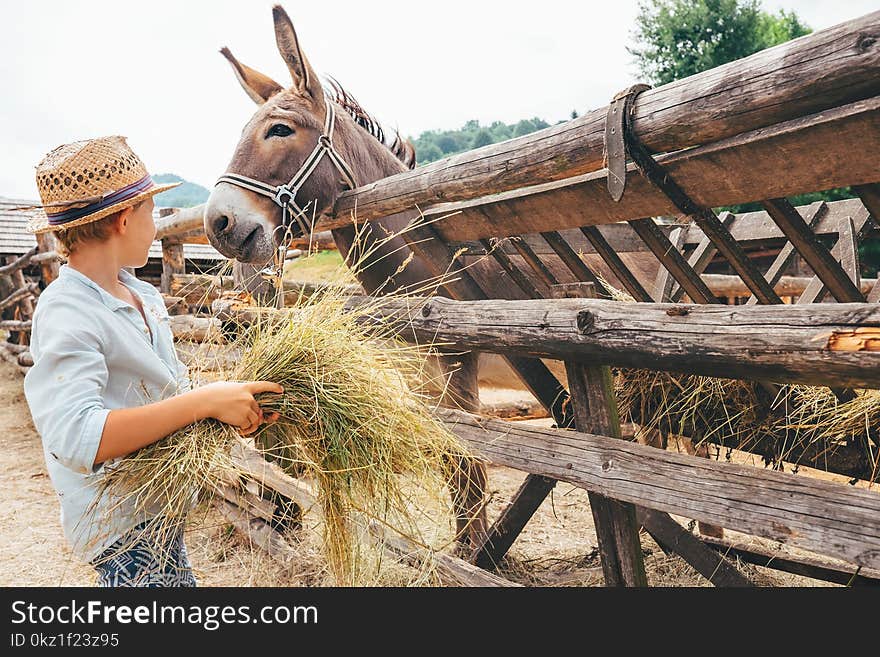 Boy helps on farm - feeds a donkey