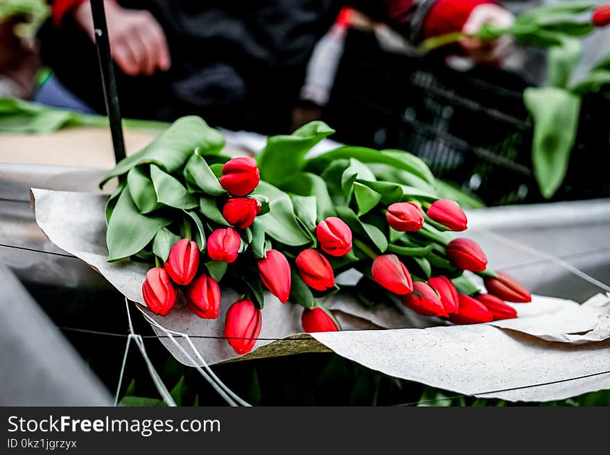 Group of red tulips on table at the market for sale